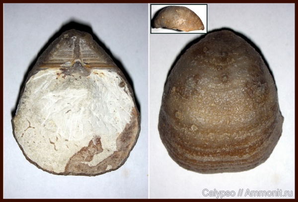 Productida, Aulosteges, Aulostegidae, Aulosteges wangenheimi