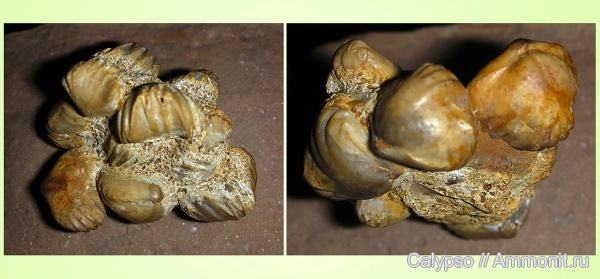 Ivanoviella, Ivanoviella alemanica, Rhynchonellida