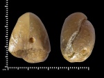 Stenoscisma superstes (Verneuil 1845) - #2.