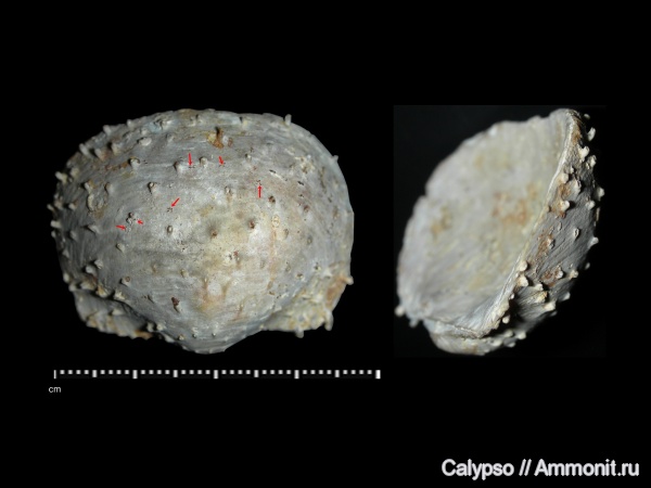 Productida, Productella, Productella subaculeata, Productidina, Productellinae, Epizoans, Ascodictyon