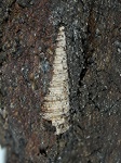 Clathrobaculus fahrenkohli (?)