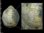 Zeilleria trautscholdi