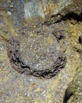 Спикулы губки Stramentella  helminthophora Geras.