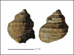 Eucyclus jasicofianus (?)