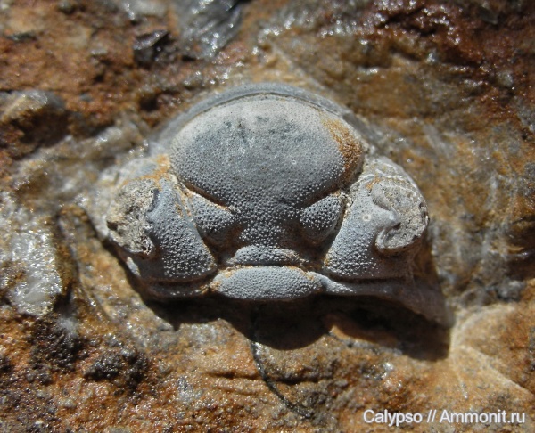 Phacopidae, Chasmops, Chasmops odini