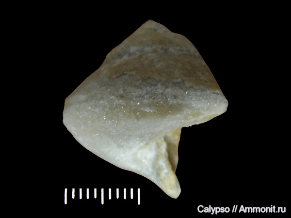 Clathrospira, Clathrospira inflata