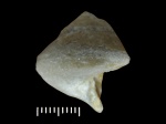 Clathrospira inflata К о k e n
