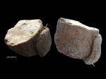 Diplotrypa petropolitana (Nicholson, 1879)
