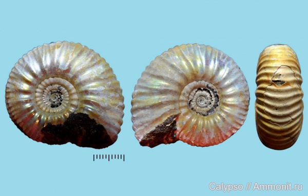 Craspedites, Craspedites subditoides, Craspeditidae