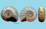 Craspedites subditoides (Nik.)