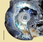 Kachpurites cheremkhensis с включениями в жилой камере