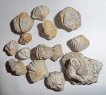 Spiriferellina netschajewi (E.Ivan.)