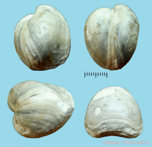 Porambonites, Pentamerida, Porambonitidae, Porambonites teretior, Syntrophiidina