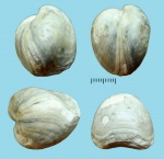 Porambonites teretior Eichwald