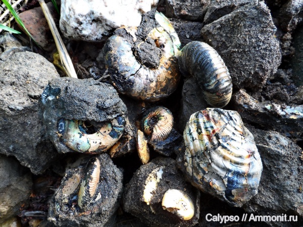 Kachpurites, Craspedites, Inoceramus, Anopaea, Kachpurites cheremkhensis, Inoceramus sphenoideus, Volgian
