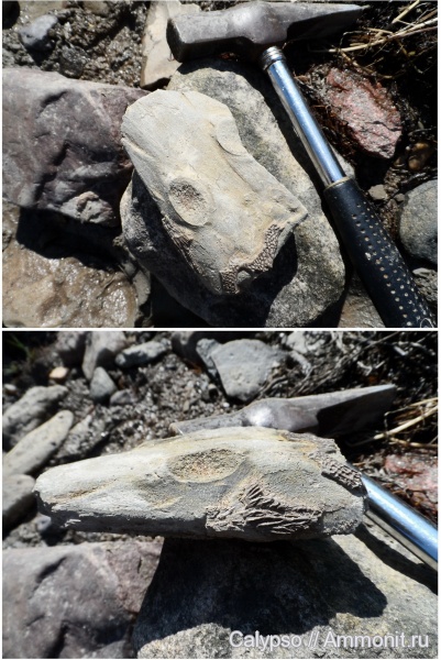 Thoosuchus, лабиринтодонты, Thoosuchus yakovlevi, Trematosauridae, thoosuchinae