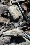 Thoosuchus yakovlevi ( Riabinin )