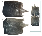 Ганоидная чешуйка Saurichthys sp.