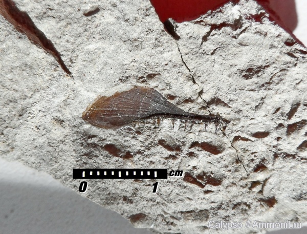 Palaeonisciformes, Palaeonisci