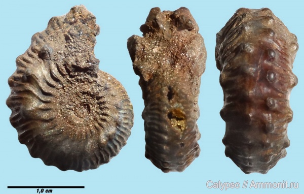 Kosmoceras, Kosmoceratidae, Kosmoceras transitiones