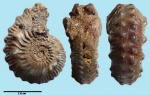 Kosmoceras transitiones (Nikitin, 1881)