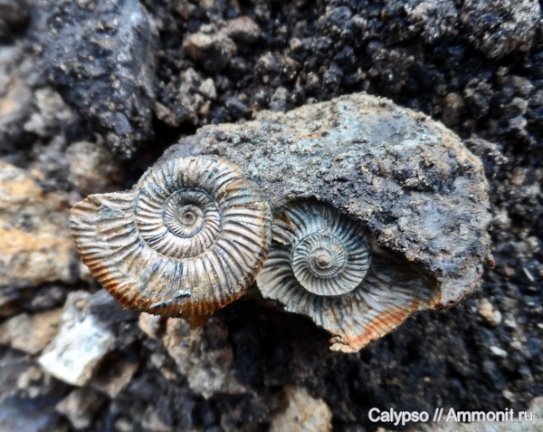 Perisphinctes, Perisphinctidae, Perisphinctes martelli