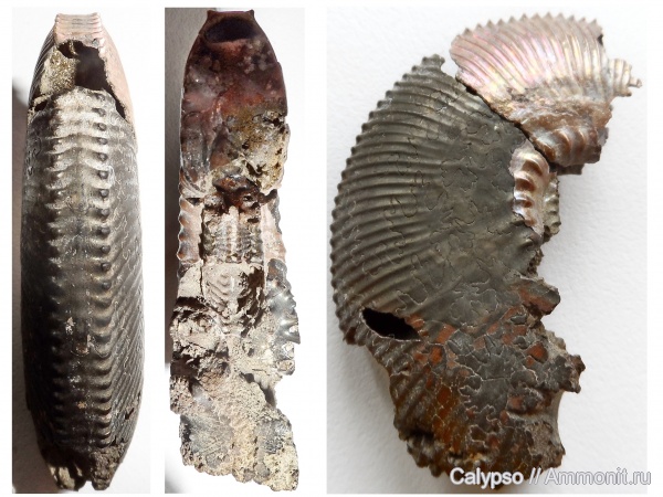 Kosmoceras, Kosmoceras jason, Gulielmites
