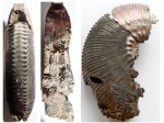 Kosmoceras (Gulielmites) jason jason (Reinecke)
