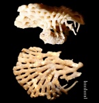 Polypora cf. P. multiporifera Crockford