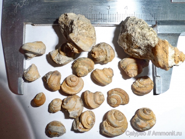 Murchisoniina, Lophospiridae, Biarmeaspira, Biarmeaspira penea