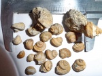 Biarmeaspira penea de Verneuil 1845
