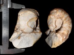 Peripetoceras wagaensis / Permonautilus sp.(?)