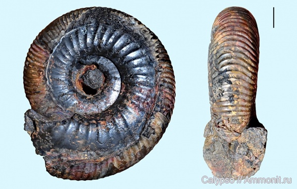 Dorsoplanites, Dorsoplanites rosanovi, Dorsoplanitidae, Vischniakovia