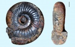 Dorsoplanites (Vischniakovia)  cf. rosanovi Gerasimov, 1978