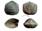 Clitambonites squamatus (Pahlen, 1877)