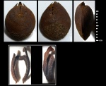 Russiella eichwaldi ( L е h m a n n )