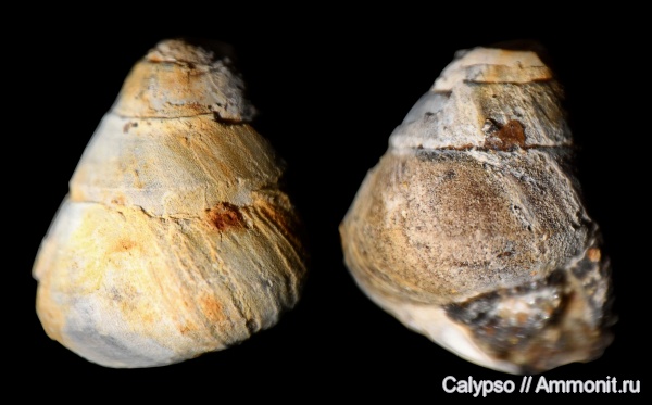 ?, Proconulinae