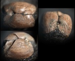 Grammatodon aff. pictum (Milash. in Lah.)