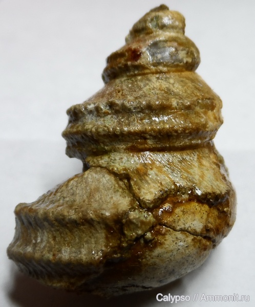 Eucyclus