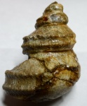 Eucyclus sp.
