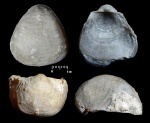 Terrakea hemisphaeroidalis (Netschajew, 1894)