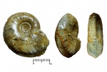 Cardioceras (Maltoniceras) maltonense (Young et Bird).