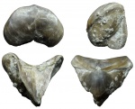 Ladogia meyendorfii (Verneuil)