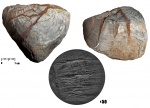 Kiaeromena (Kiaeromena) estonensis (Bekker, 1921)