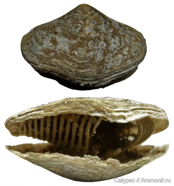 препарирование, ручной аппарат, Athyridida, казанский ярус, Pinegathyris, Pinegathyris shegmasensis, brachiopod lophophore