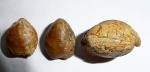 Zeilleria lituanica ( В о d е n )