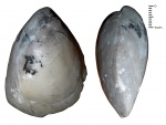 Karadagella hungarica (Shajnocha,1861)