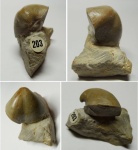 Martinia glabra (Martin)