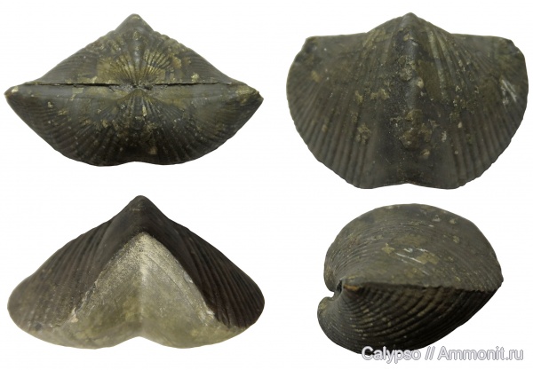 Spiriferida, Hysterolitidae, Paraspirifer, Paraspirifer bownockeri