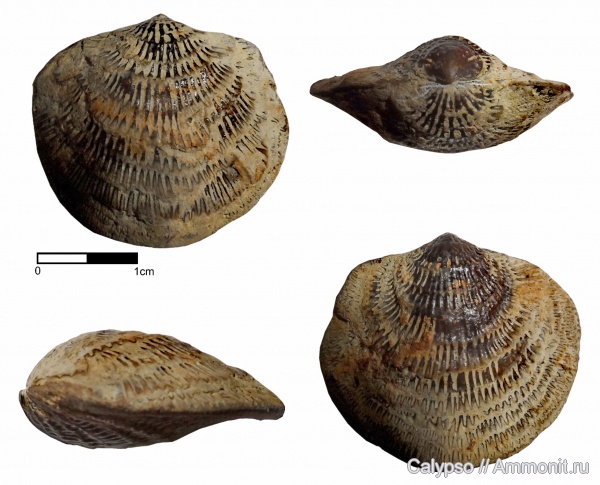 Atrypa, Atrypida, Atrypa reticularis, Rhynchonellata